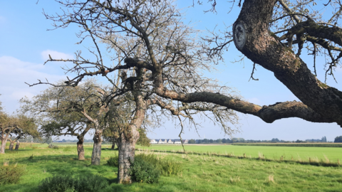 Gebied waar Kersenweide uiteindelijk komt